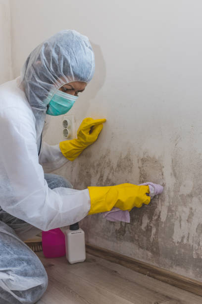  Midfield, AL Mold Removal Pros