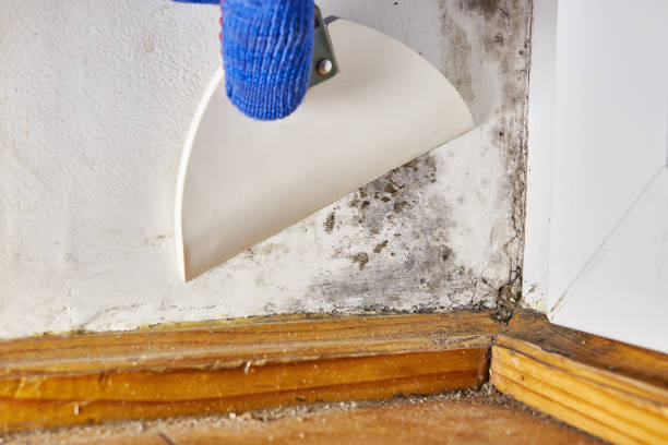 Best Environmental Consulting for Mold Prevention  in Midfield, AL