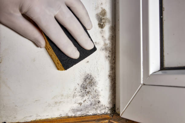 Best Emergency Mold Remediation  in Midfield, AL